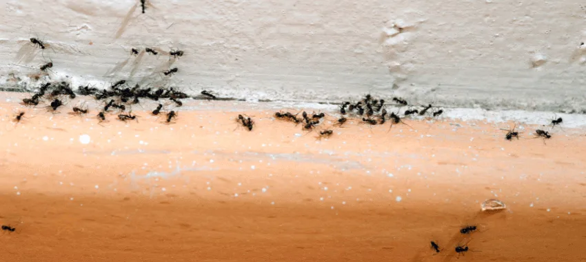 ant pest 2