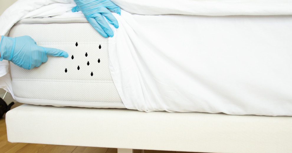 How To Get Rid Of Bed Bugs Permanently At Home