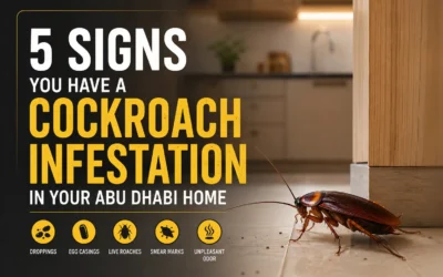 5 Signs You Have a Cockroach Infestation in Your Abu Dhabi Home